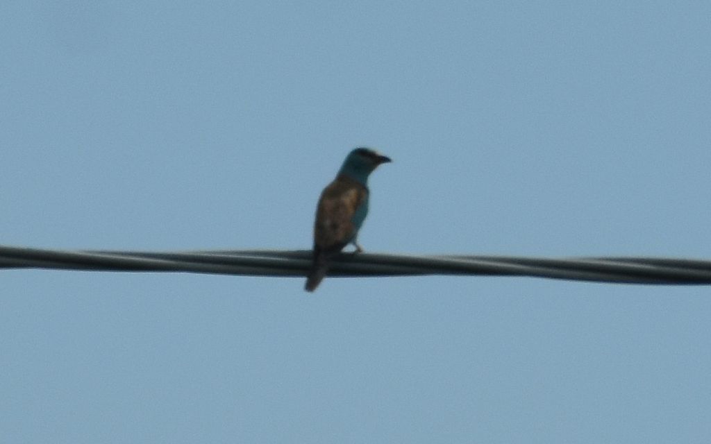 Ghiandaia marina  (Coracias garrulus)